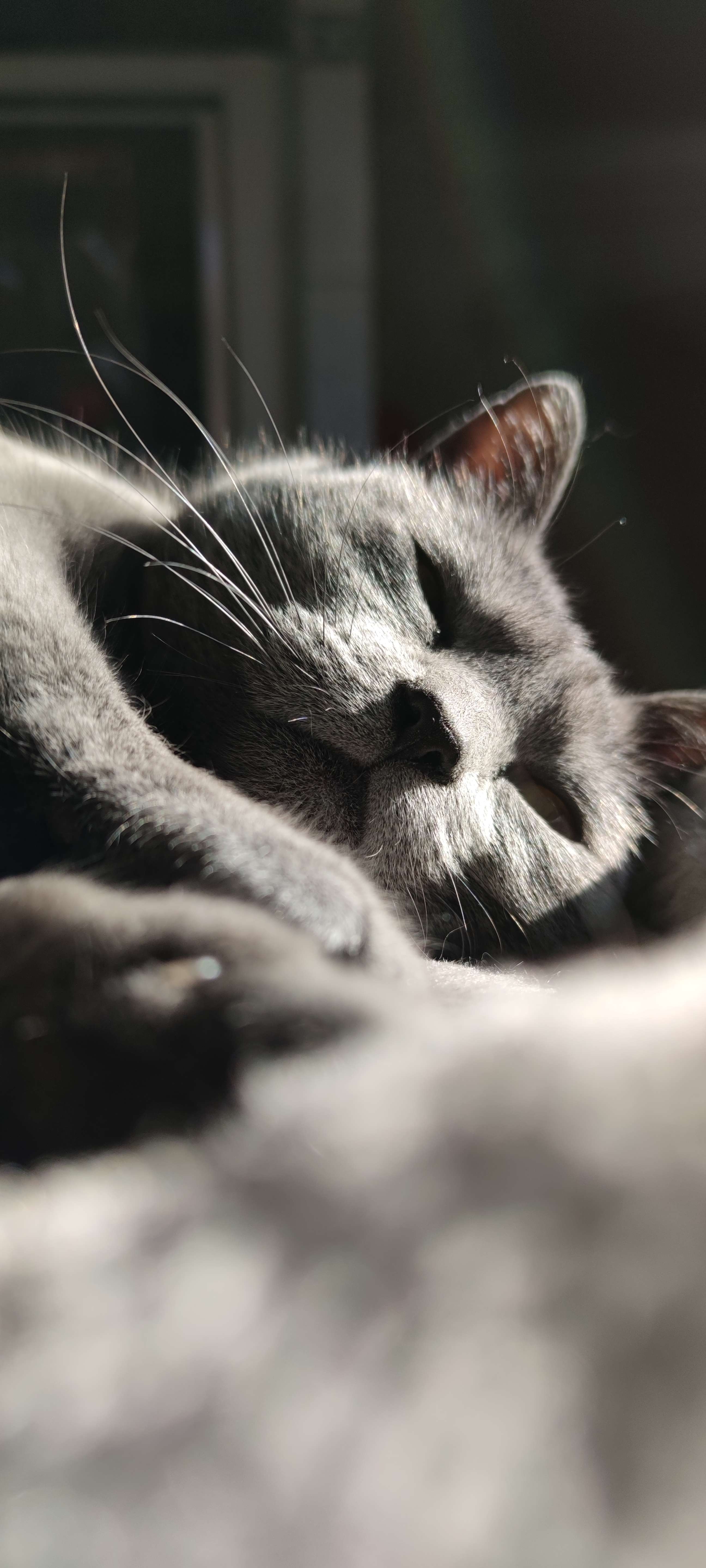 Chat gris paisible, assoupi dans la lumière du soleil