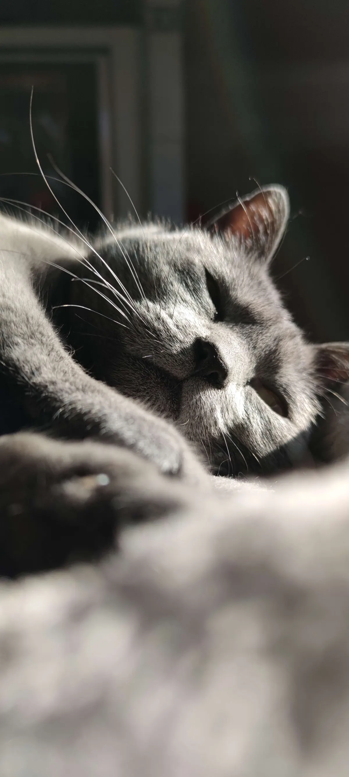 Chat gris paisible, assoupi dans la lumière du soleil