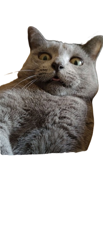 Chat gris au regard attentif