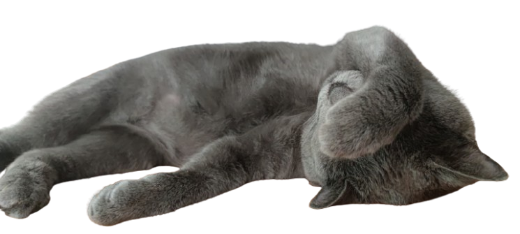 Chat gris allongé, paisible